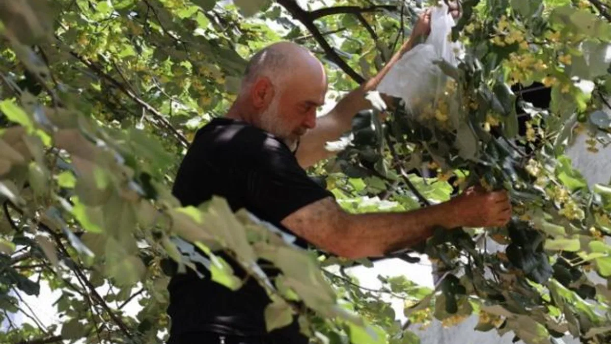 Kocaeli’de ıhlamur zamanı