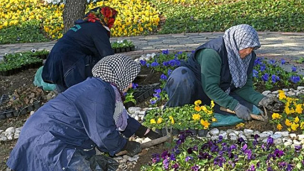 300 bin kış çiçeği toprakla buluşuyor