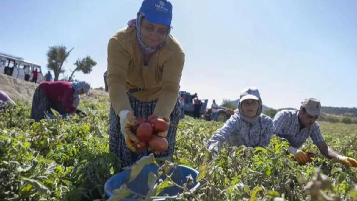 Mersin’de yüzde 70 hibeli domates fidesi desteği