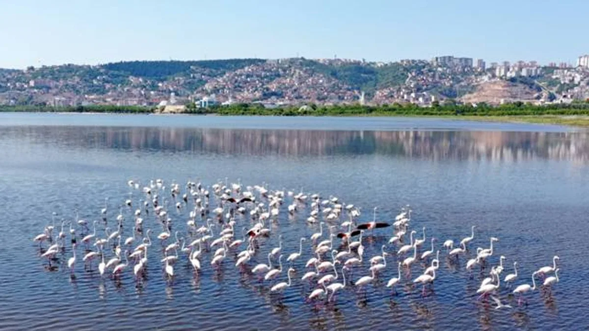 İzmit Körfezi’nin pembe süsleri geldi… Biyoçeşitlilik artıyor