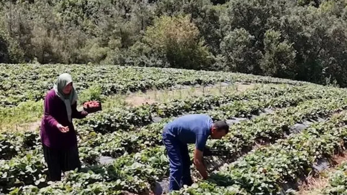 Osmaniye’de 128 haneye 6,8 milyon TL’lik tarımsal destek