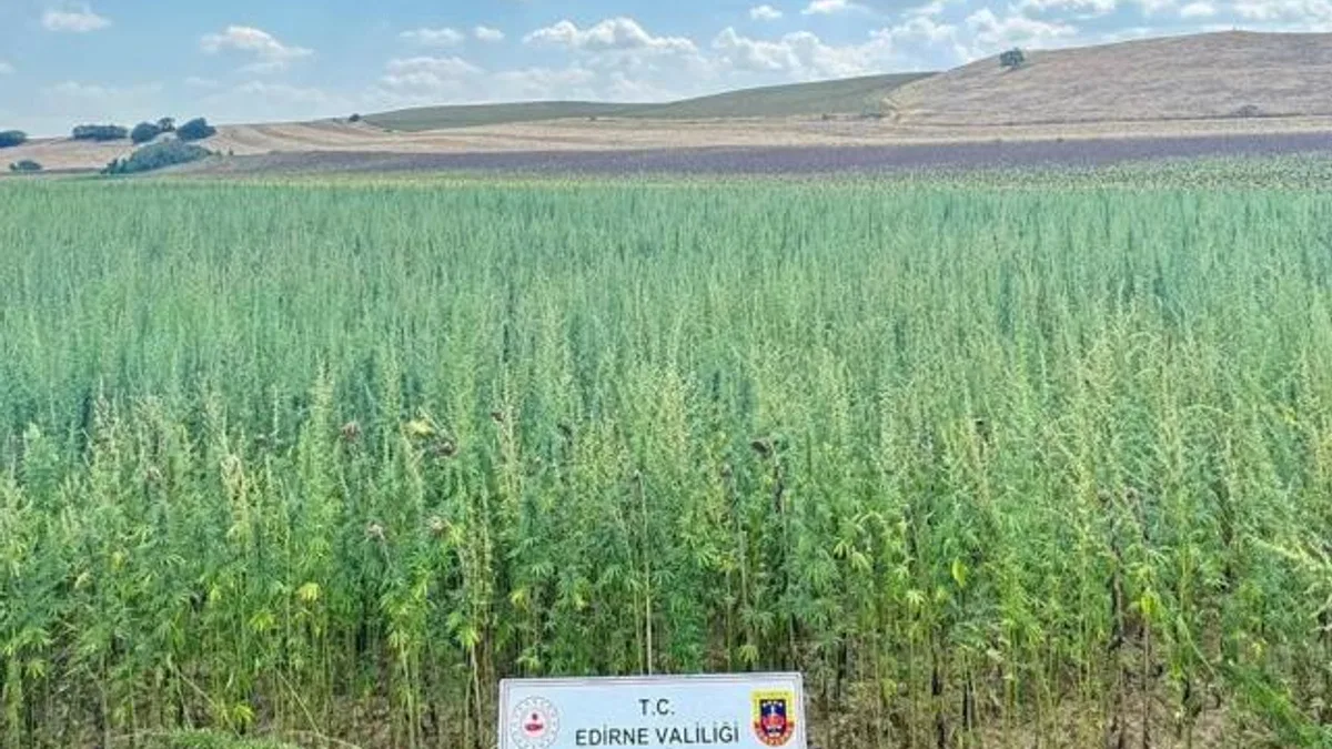Edirne’de binlerce kök kenevir ele geçirildi