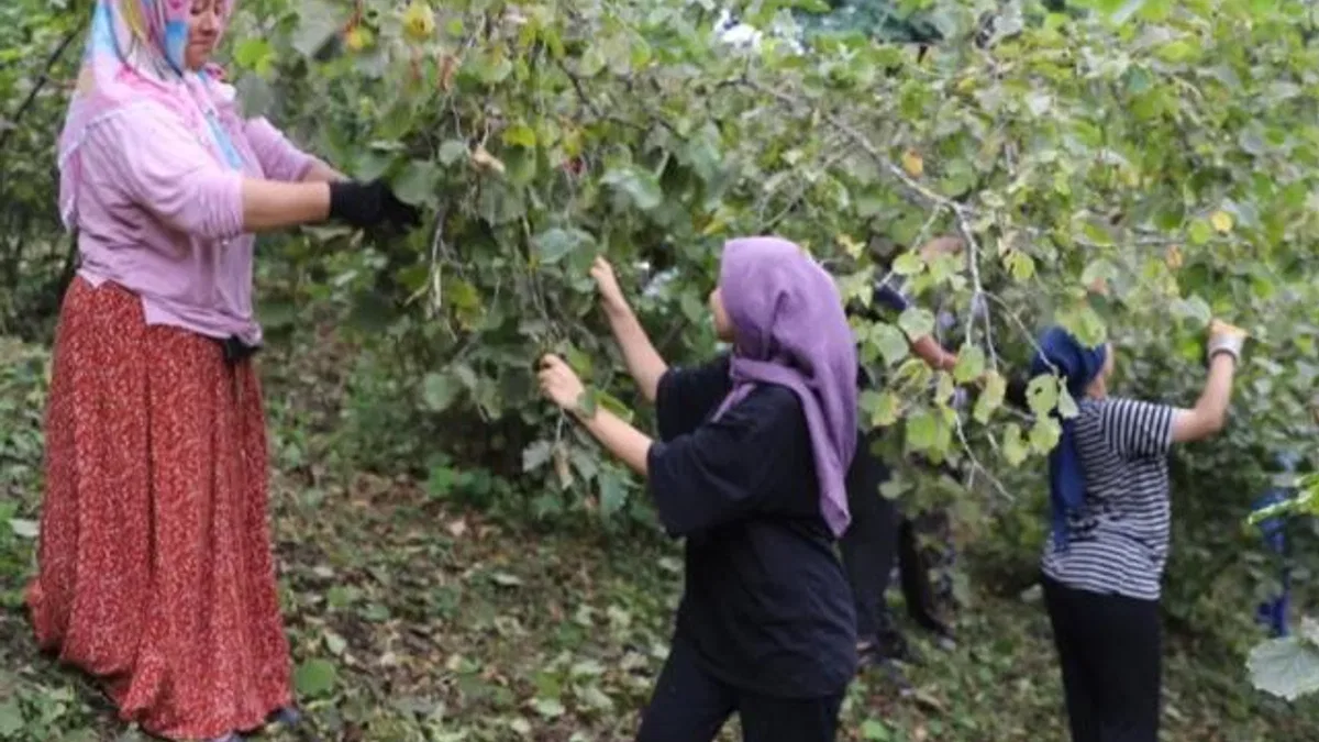‘Fındık Dalda Aklın İşçide Kalmasın’ projesi 6. yılında