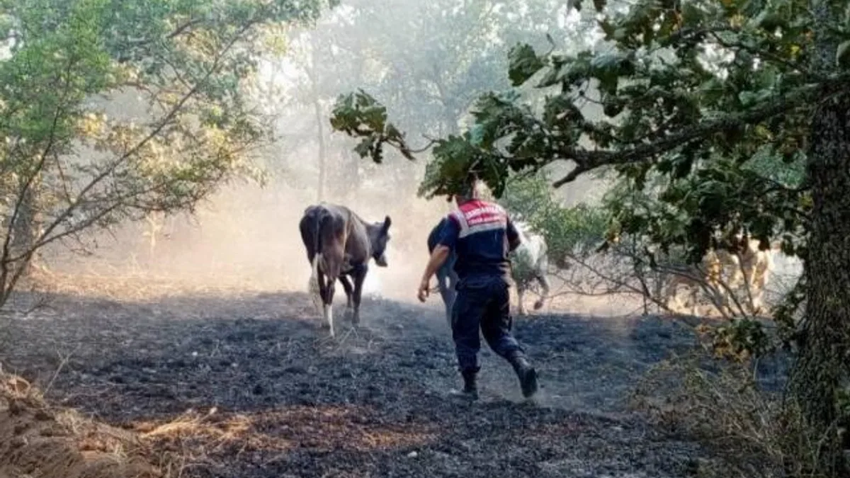Edirne Jandarma, Lalapaşa’da yangında hayvanları kurtardı