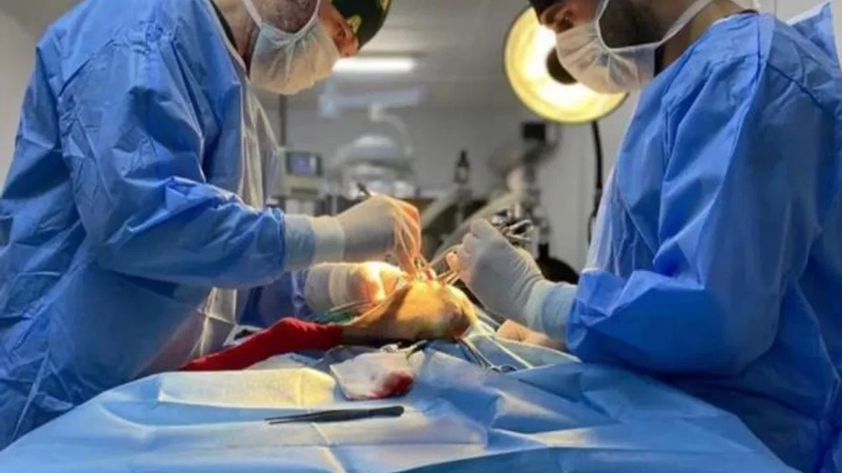 Bursa Osmangazi’de ayda ortalama 200 kedi kısırlaştırılıyor