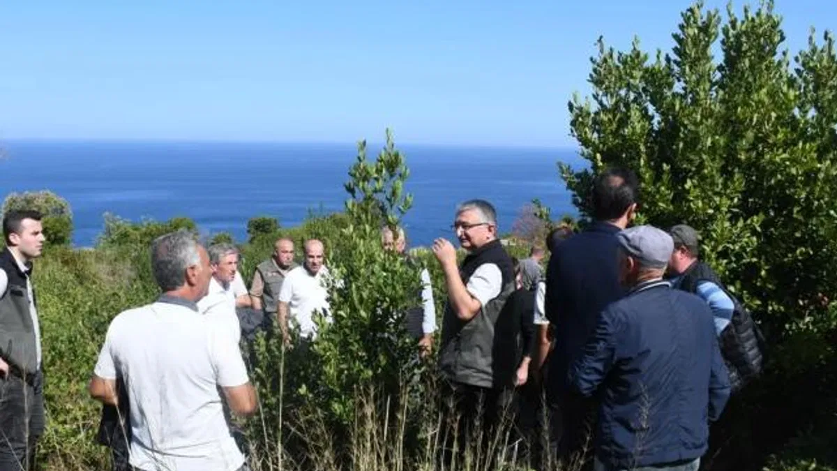 Bursa Orman, Mudanya kırsalında defne sahalarını iyileştirecek