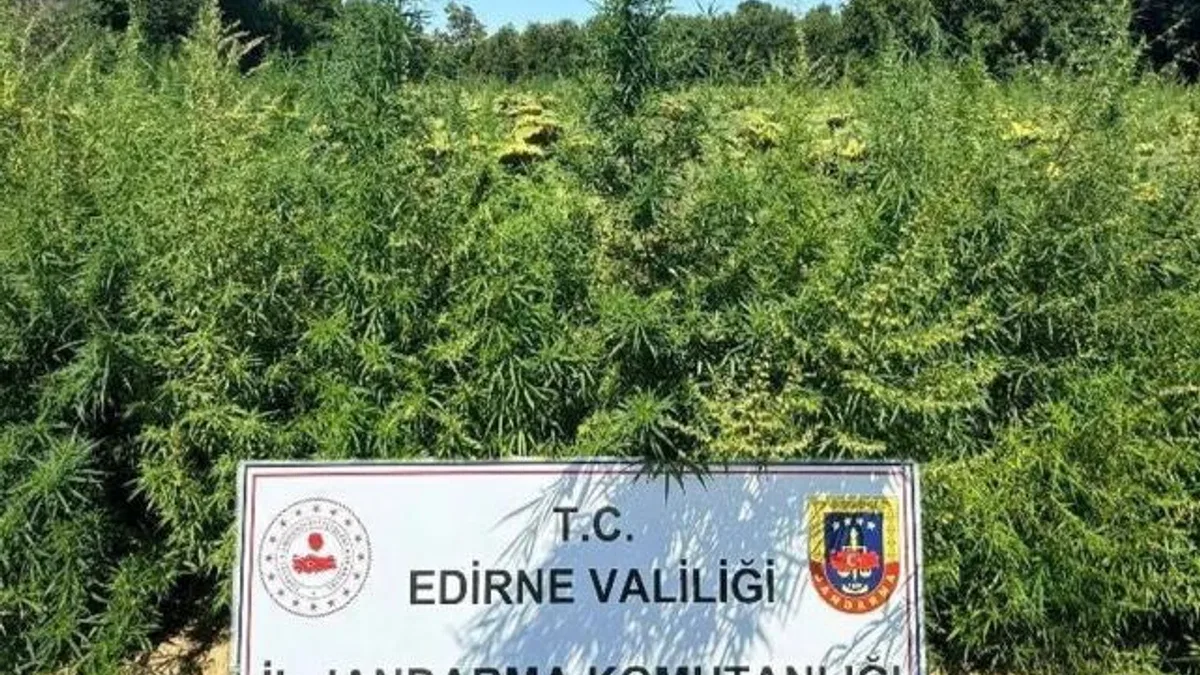Edirne’de 49 bin 500 kök kenevire imha