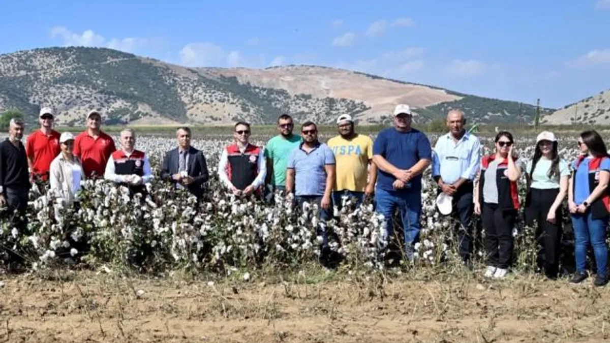 İzmir Torbalı’da teşvikli tarlalarda pamuk hasadı