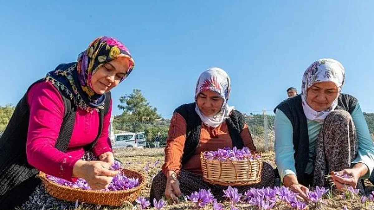 Başkan Özyiğit, “Türkiye’nin en çok safran üreten ilçelerinden biri olabiliriz