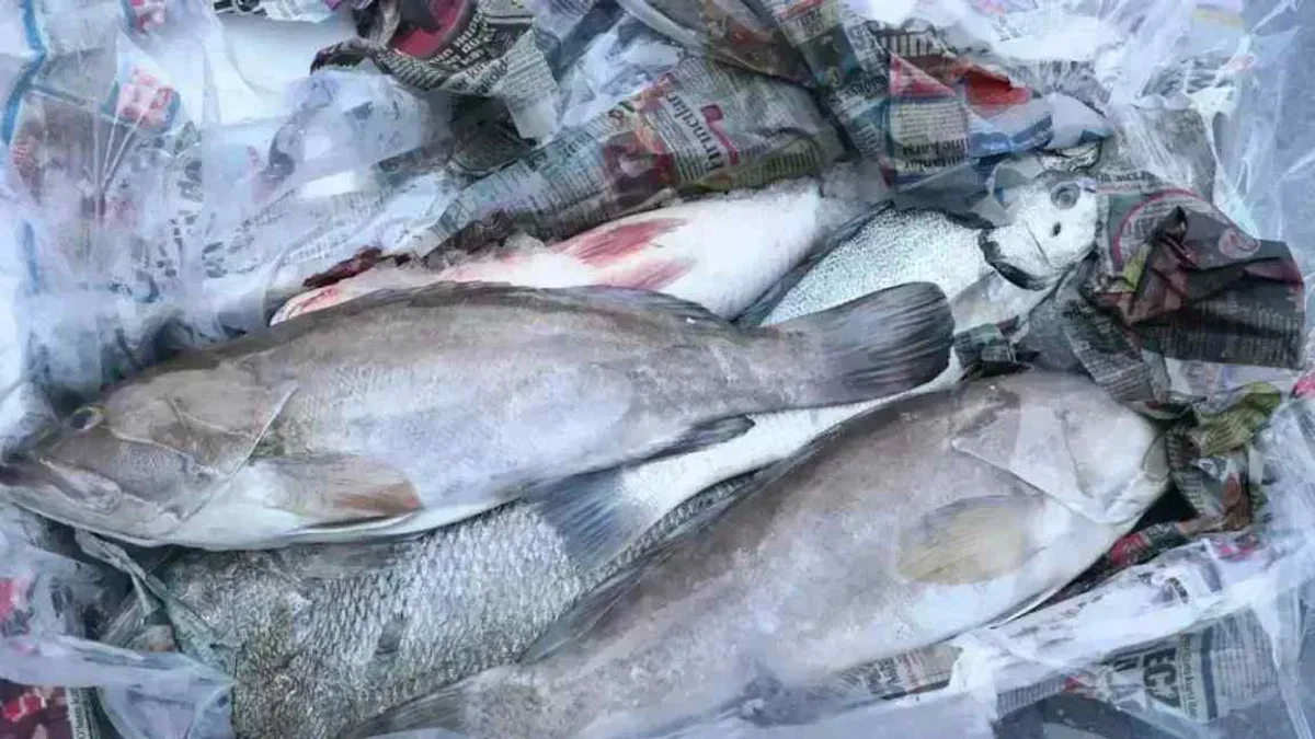 Antalya’da 260 kilo balığa el konuldu