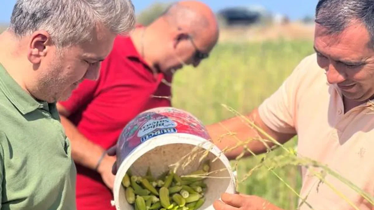 Canbey’den Balıkesir’de bamya hasadı