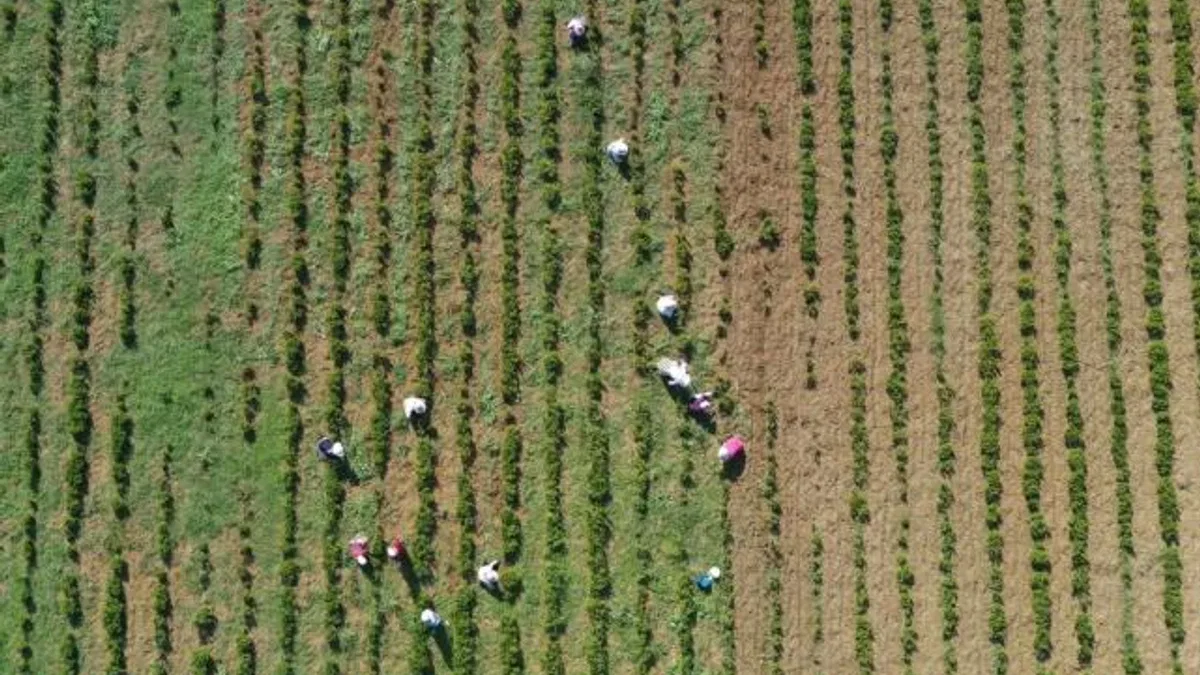 Kocaeli’de tıbbi ve aromatik bitkiler hasada hazırlanıyor
