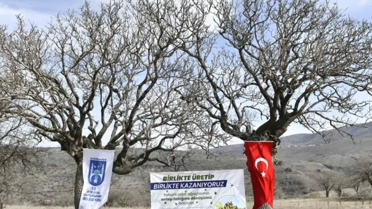 Yabani sakız ağaçları Ankara fıstığı olacak!