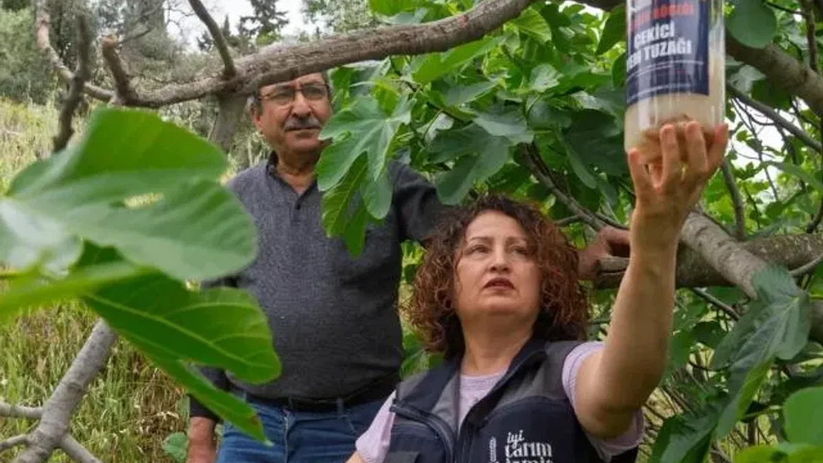 İncirde kalite kaybına karşı İzmir’de doğal mücadele