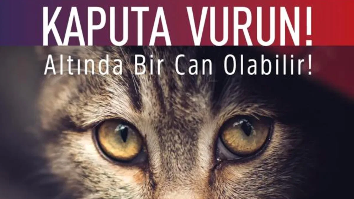 Bursa Osmangazi’den araç sürücülerine uyarı: Önce kaputa vurun!