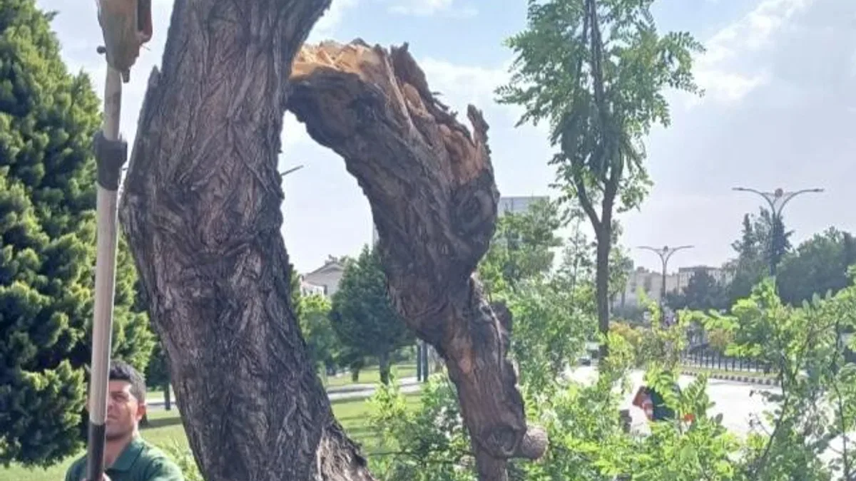 Manisa’da fırtınanın zarar verdiği ağaçlar kaldırıldı