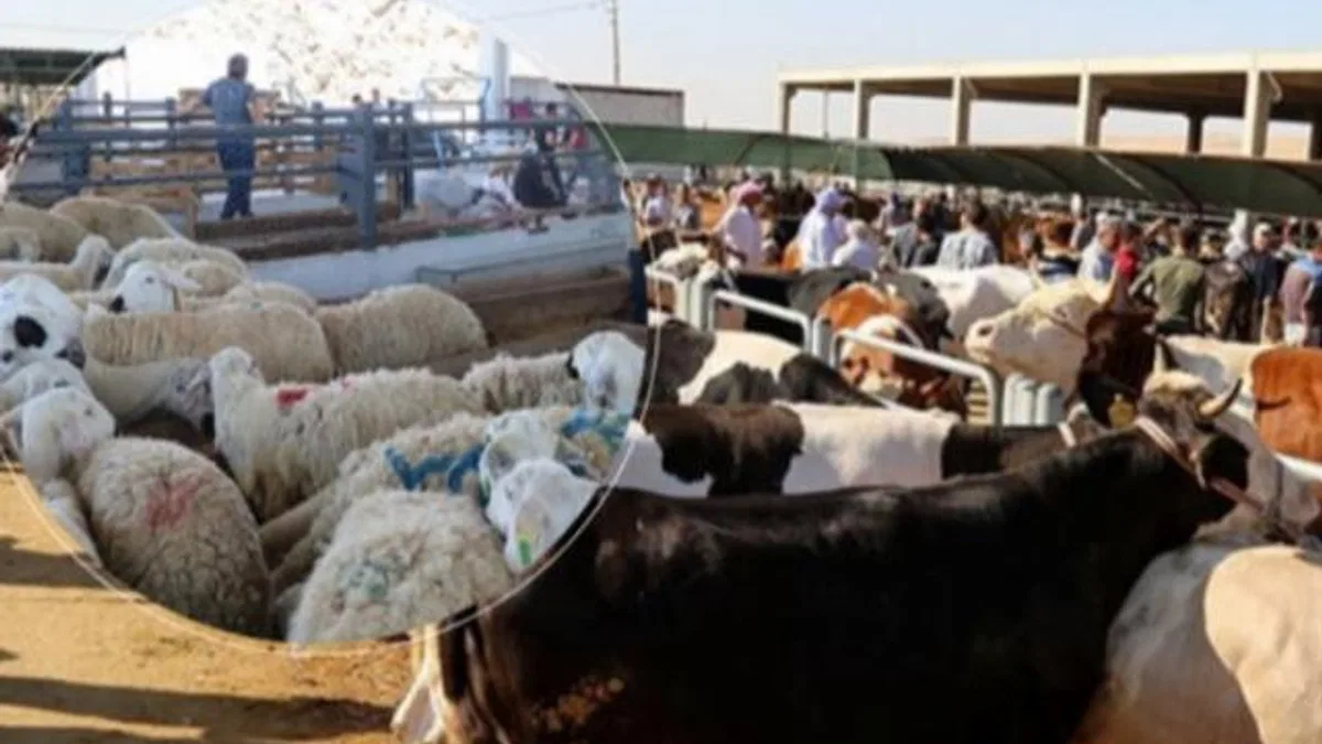 Satılamayan kurbanlıkları ESK alacak
