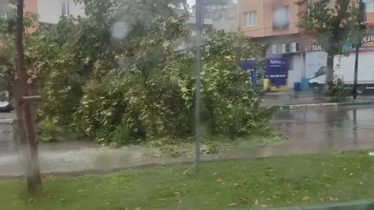 Bursa’da şiddetli yağış ağacı devirdi