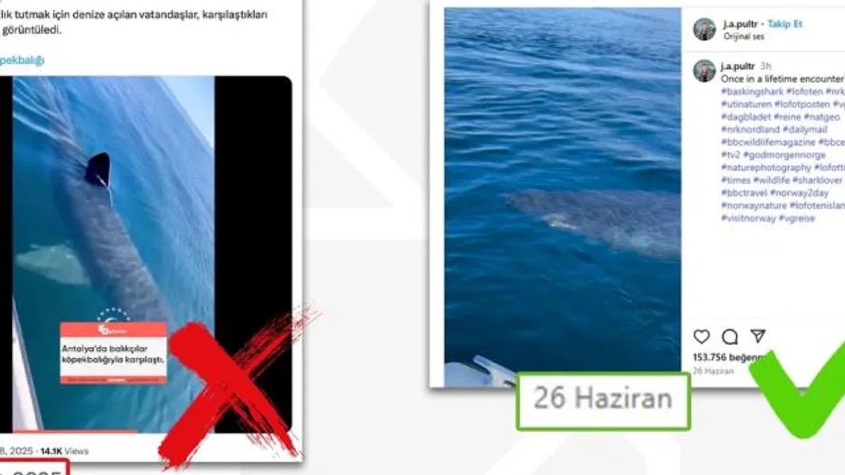 Antalya’da köpekbalığı iddiası dezenformasyon çıktı… DMM: O video Norveç’ten!