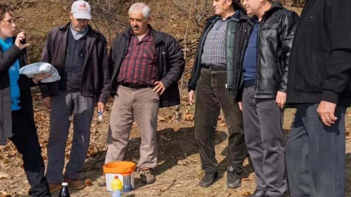 İzmir’de kestane kanseri ile mücadele sürüyor