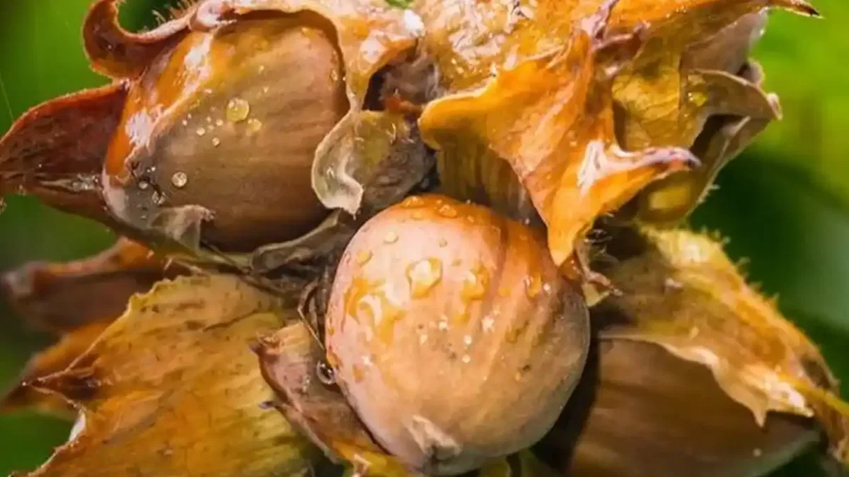 Fındık alım fiyatları açıklandı… Alımlar 24 Ağustos’ta başlıyor