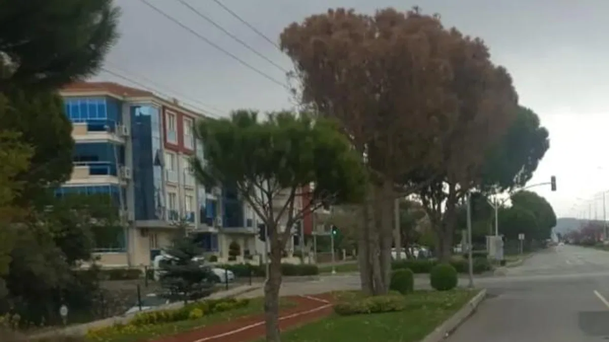 Muğla’da güvenlik ve estetik için kurumuş ağaçlar kaldırılıyor