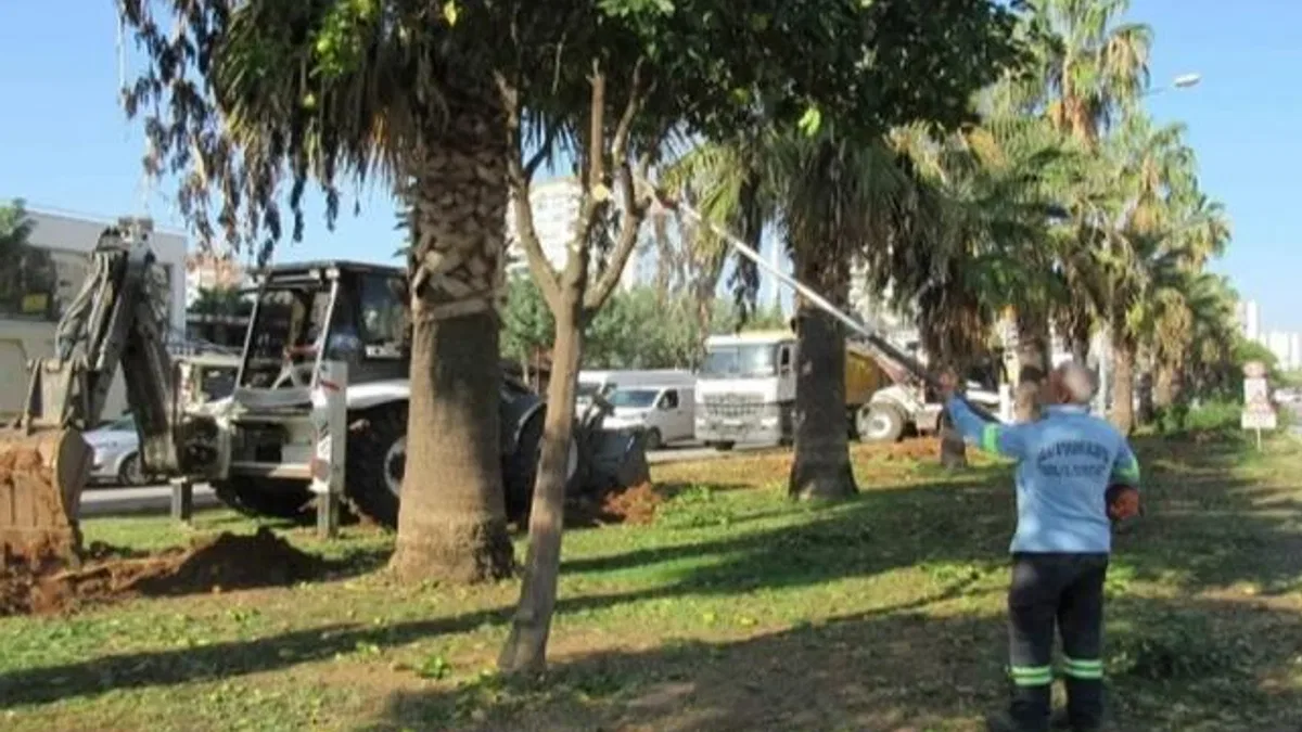 Adana Büyükşehir’den ağaç nakli