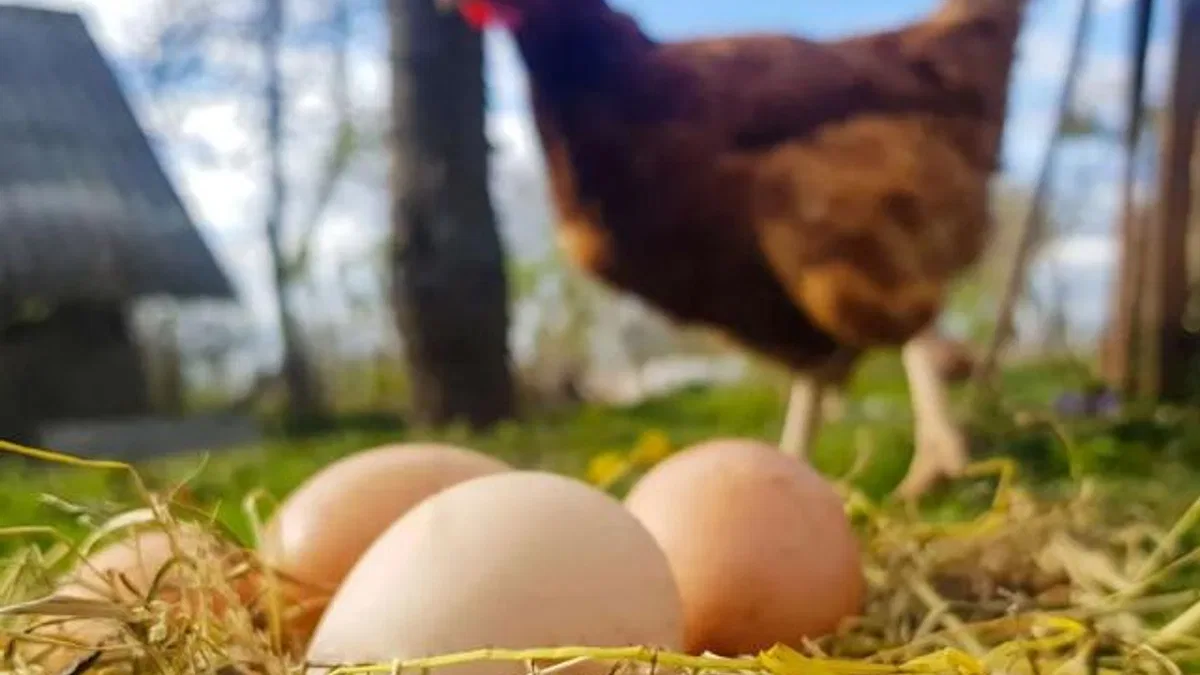 Tavuk Eti 247 bin tonu aştı! Yumurtada düşüş yaşandı