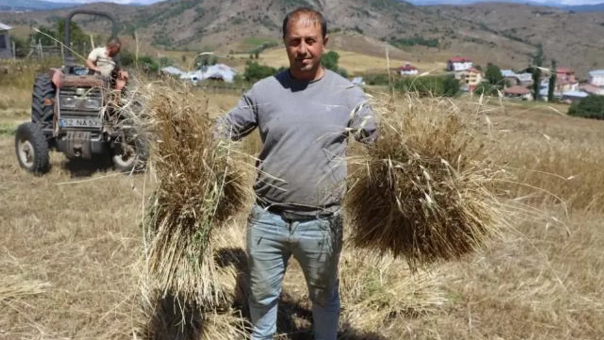 Ordu’da siyez buğdayı üretimi yüzde 1500 arttı