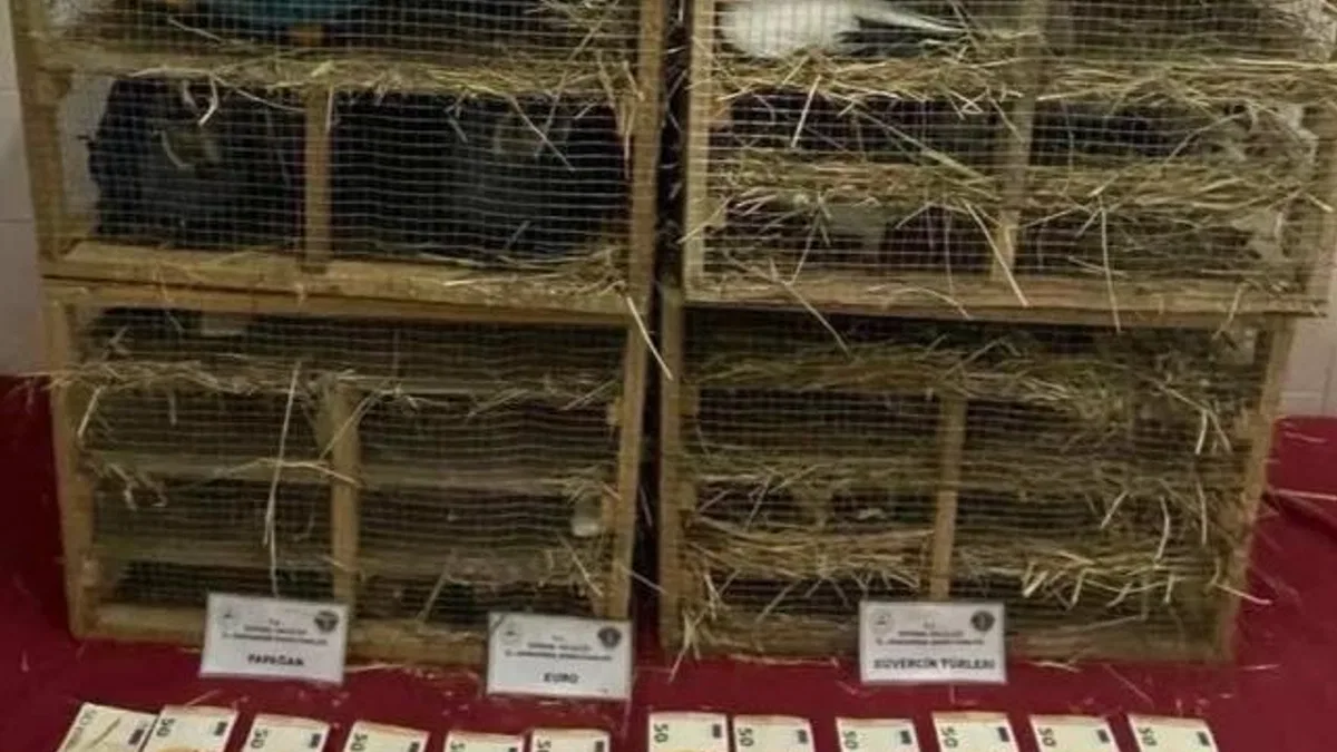 2025’te kaçak canlı hayvan ticareti darbe yedi… 85 bin 342 hayvan ele geçirildi