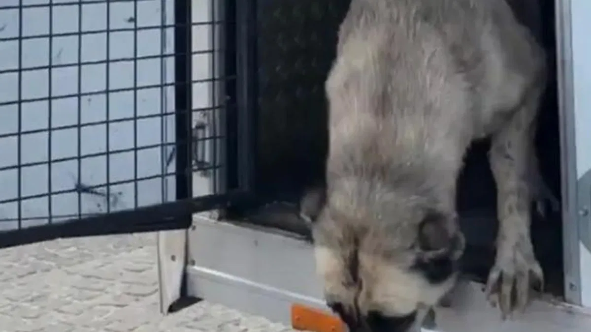 Mudanya’da ‘köpeklerin uyutulduğu’ iddialarına videolu yanıt