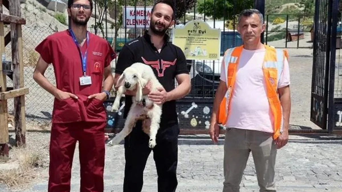 Kayseri Talas’ta kaçak kuzular sahibine döndü