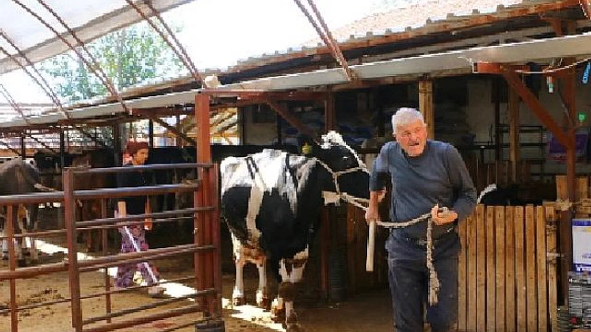 Büyükşehir Belediyesi’nin hayvan üreticilerine desteği sürüyor