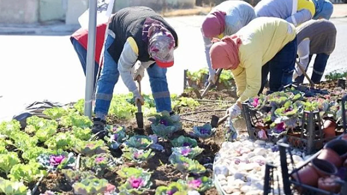 Didim’de Kışlık Çiçeklerin Dikimine Başlandı