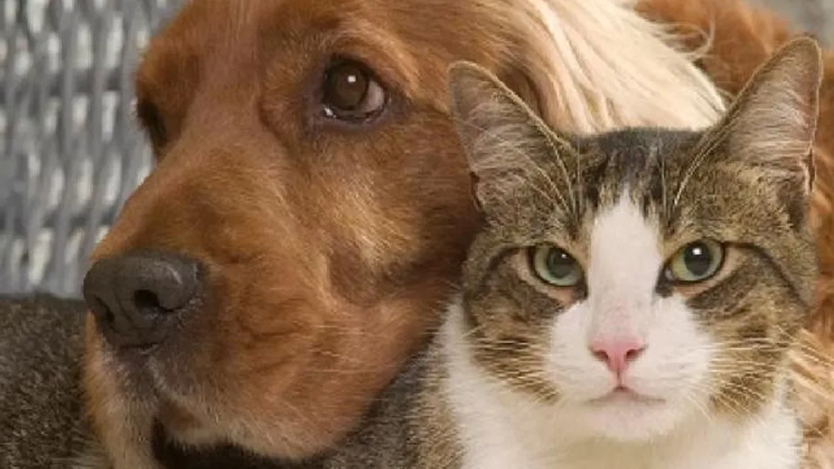 “VetBak” ile sokaktaki canlara ilk tedavi yapılıyor