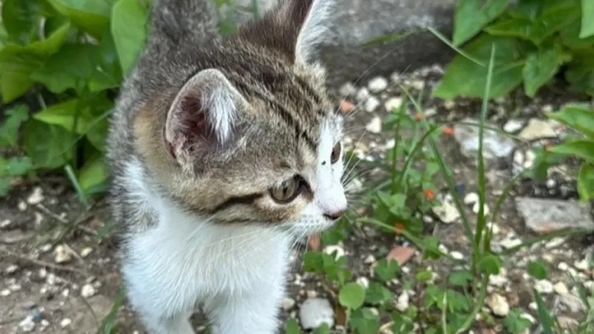 Mersin itfaiyesi minik kediyi kurtardı