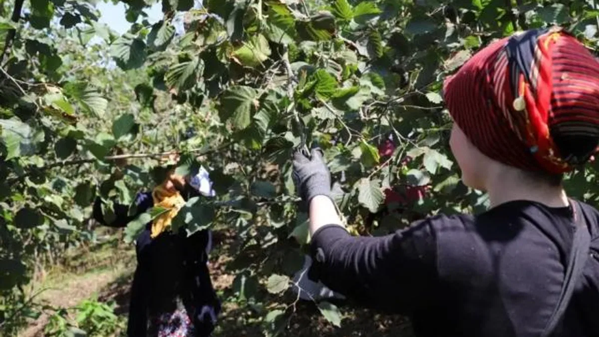 Ordu’da ‘Fındık Dalda’ projesine rekor başvuru