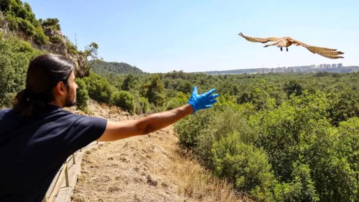 Antalya’da tedavisi tamamlanan kerkenezler doğaya salındı