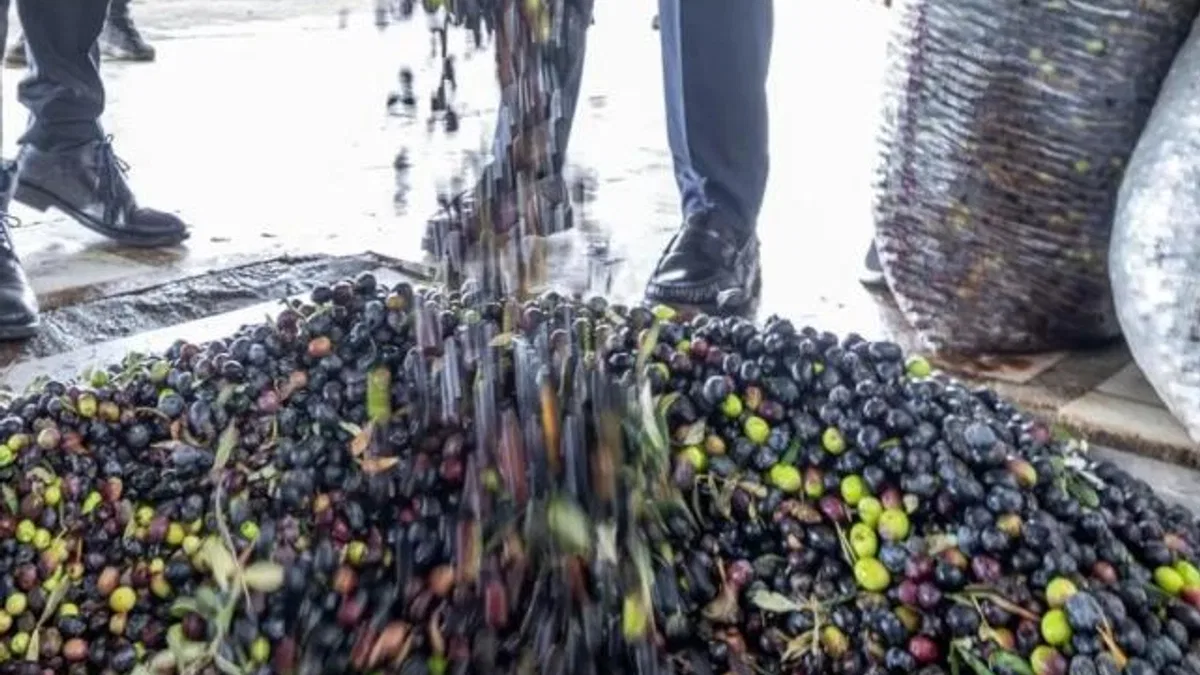 İzmir zeytini için dev adım… Zeytin ve zeytinyağı markalaşma yolunda