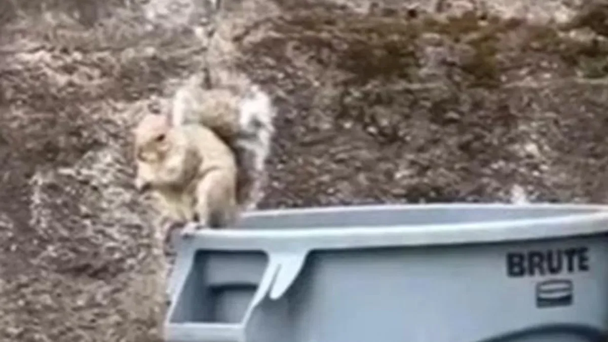 Kedi köpek yok ama… ABD’de sokakta dahi yürürken karşılaşılan ilginç yabani hayvanlar