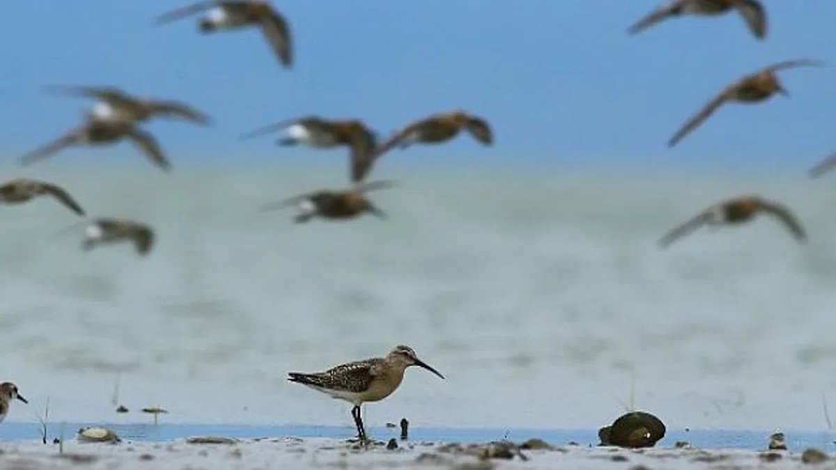 Dünya Doğa Koruma Birliği (IUCN) 16 kuş türünün durumunun kötüye gittiğini açıkladı, bunlardan 5’i Türkiye’de görülen türler.