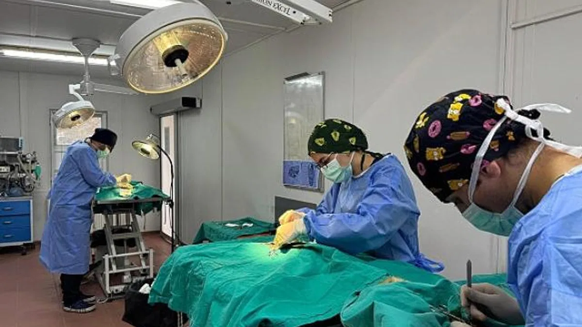 Osmangazi’de ayda ortalama 200 kedi kısırlaştırılıyor