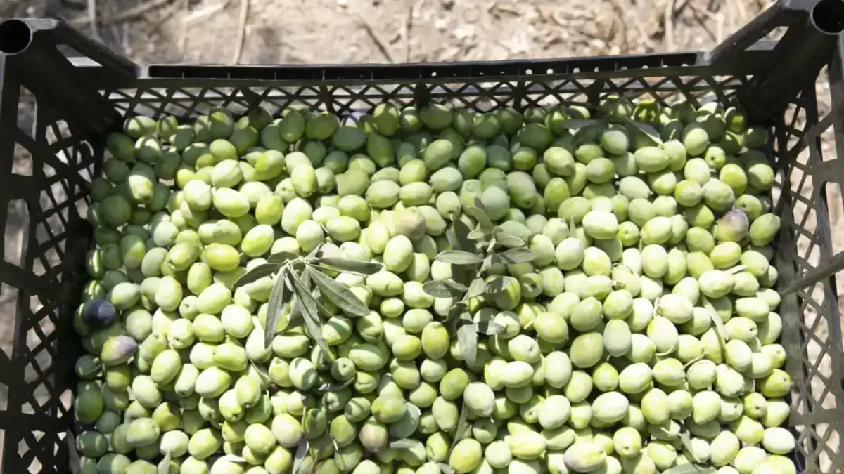 Mersin’de belediye destekli zeytin fidanları hasat vermeye başladı