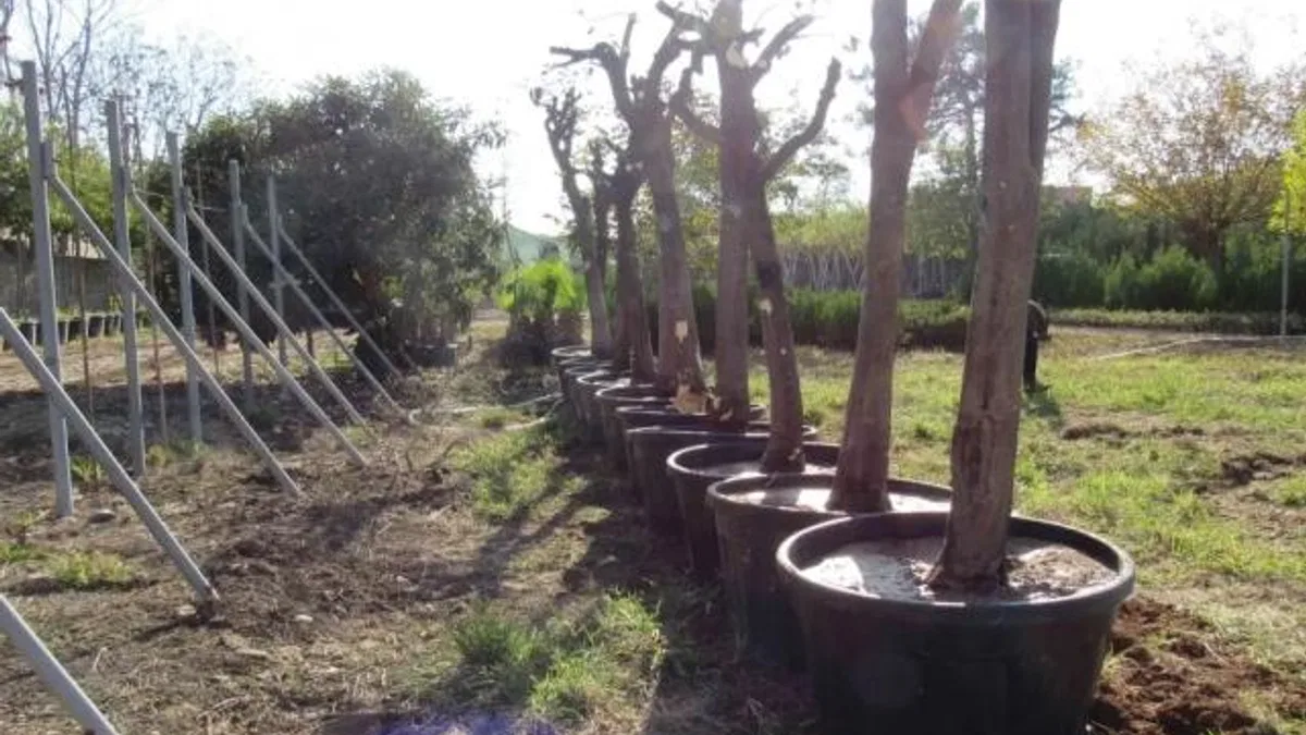 Adana’da kavşak çalışmalarında ağaçlara hassas dokunuş