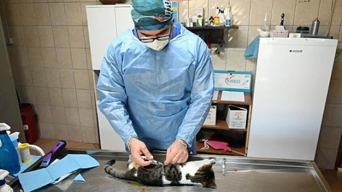 Kemer’de Kasım ayında 200 hayvan kısırlaştırıldı
