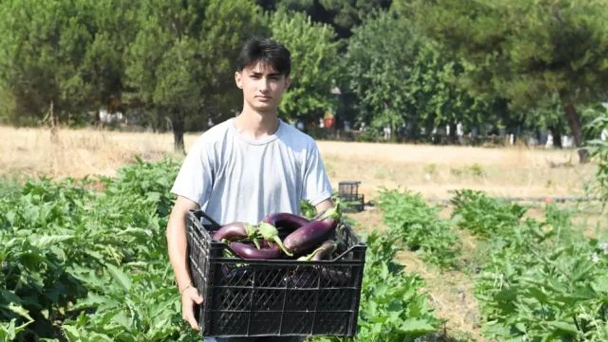 Gazi Tarım’da hasat zamanı