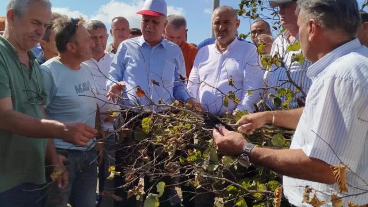Sakarya’da fındık krizi uyarısı! Rekolte 449 bin tonun altında kalacak