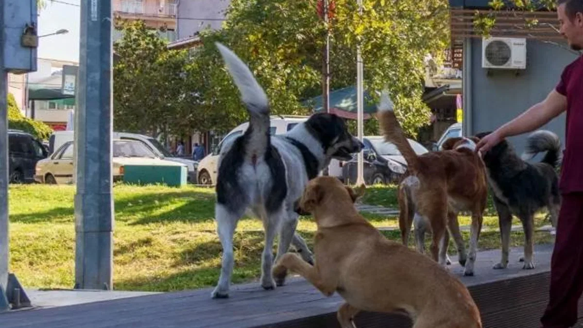 İzmir’in 11 ilçesinde sahipsiz hayvan sayımı tamamlandı