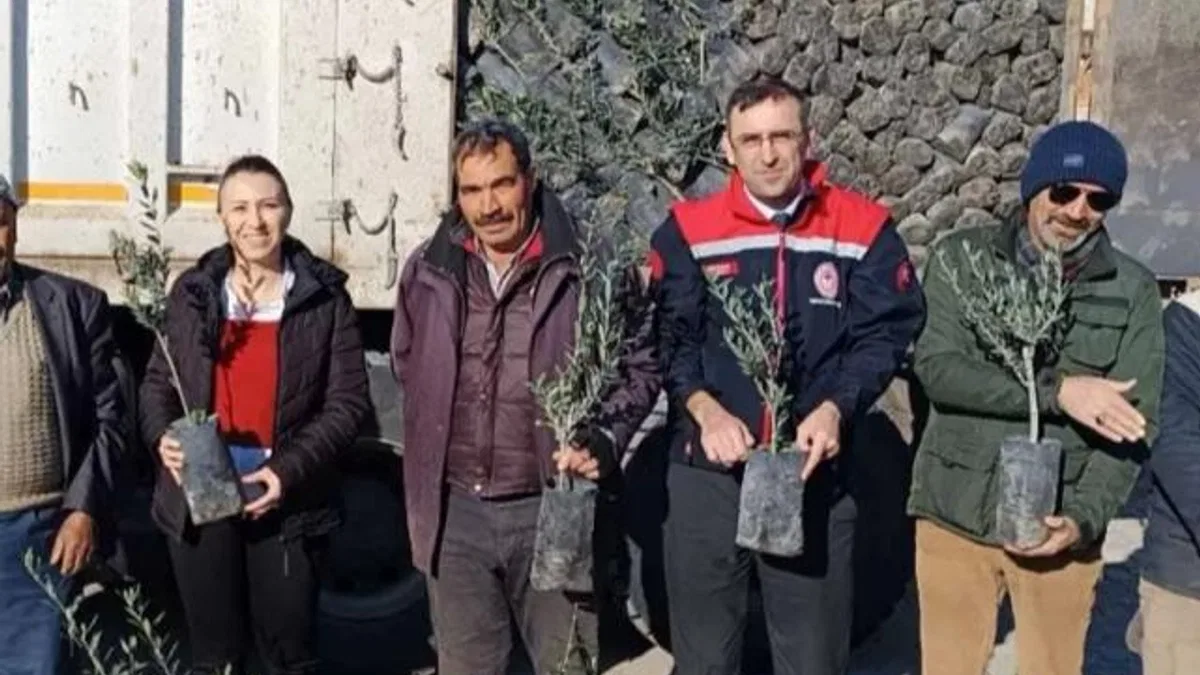 Uşak’ta çiftçilere 5 bin zeytin fidanı dağıtıldı!