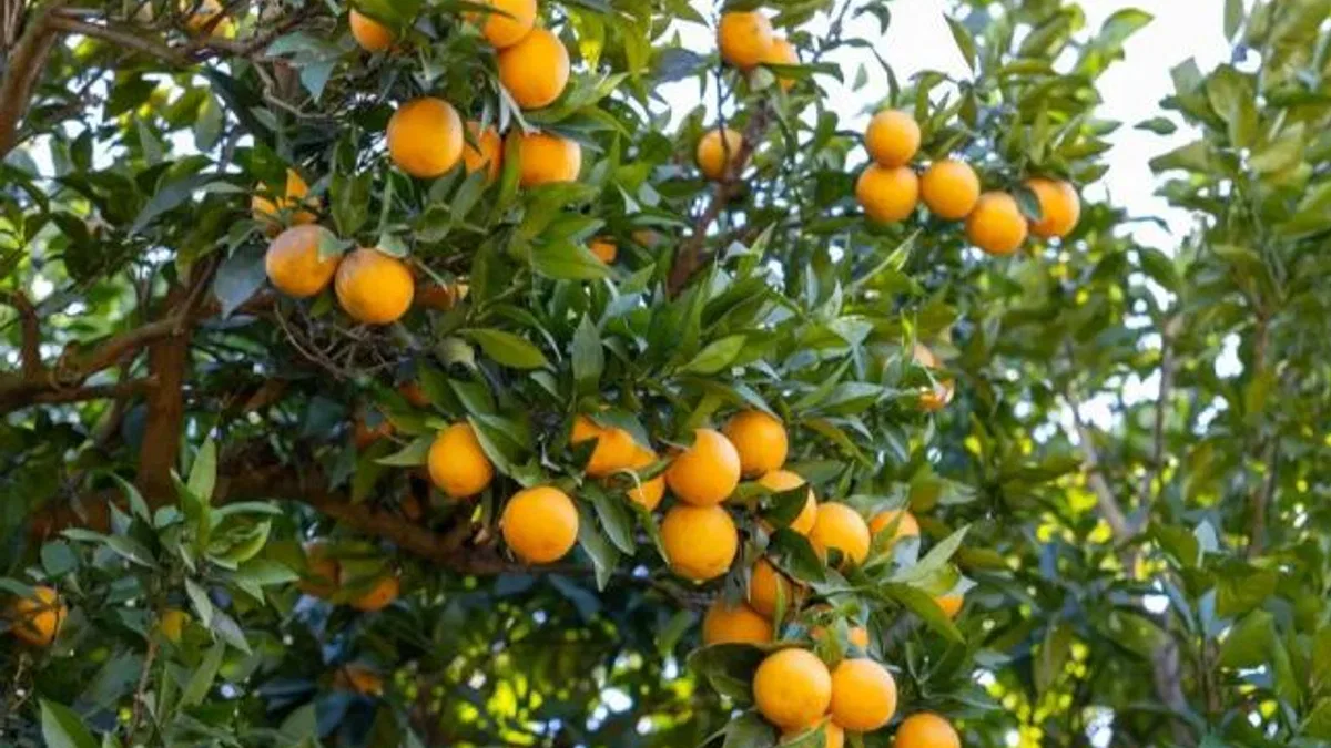 Mersin Kan Portakalı coğrafi işaret tescili aldı